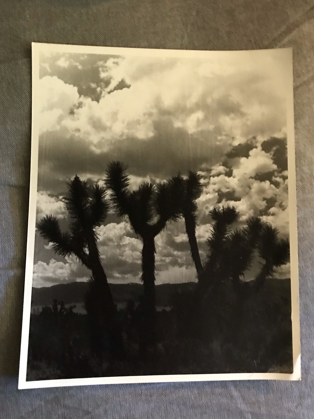 Vintage Black and White Joshua Tree Photograph Print